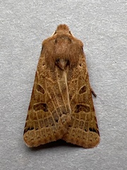 Agrochola lunosa