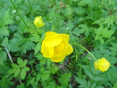 Trollius europaeus