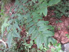 Picrasma quassioides