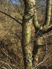 Commiphora schimperi