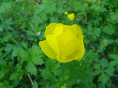 Trollius europaeus