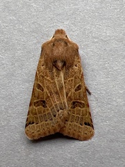 Agrochola lunosa