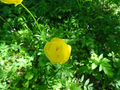 Trollius europaeus