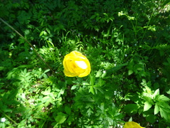 Trollius europaeus