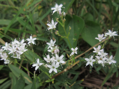 Gypsophila oldhamiana