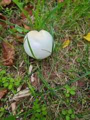 Agaricus xanthodermus