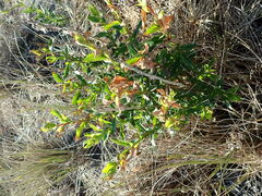 Senecio glastifolius