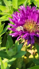 Salticidae
