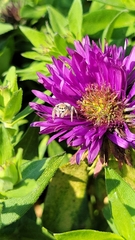 Salticidae