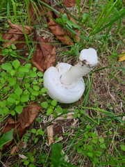 Agaricus xanthodermus