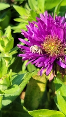 Salticidae