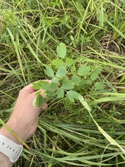 Thalictrum flavum