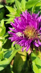 Salticidae
