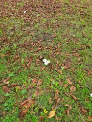 Agaricus xanthodermus