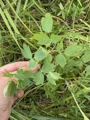 Thalictrum flavum
