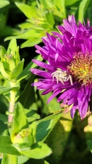 Salticidae