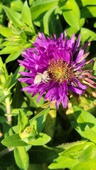 Salticidae