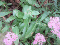 Hylotelephium spectabile