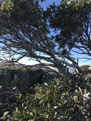 Eucalyptus pauciflora niphophila