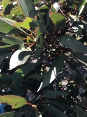 Eucalyptus pauciflora niphophila