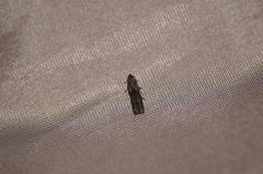 Blastobasis glandulella