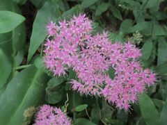 Hylotelephium spectabile