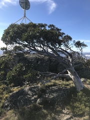 Eucalyptus pauciflora niphophila