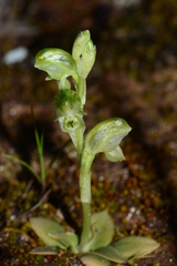 Pterostylis cycnocephala