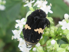 Glycyphana fulvistemma