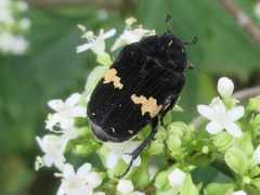 Glycyphana fulvistemma