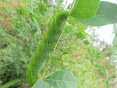 Clanis bilineata