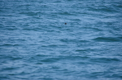 Cerorhinca monocerata