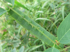 Clanis bilineata