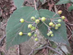 Viburnum erosum