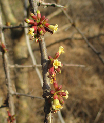 Commiphora schimperi