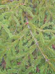Picea