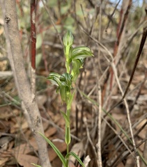 Pterostylis smaragdyna