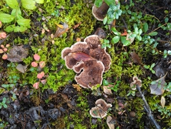 Phellodon tomentosus