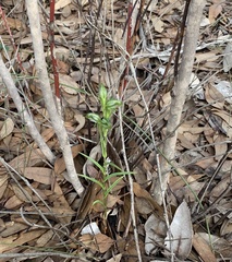 Pterostylis smaragdyna