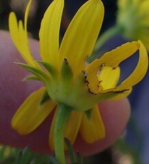 Euryops pinnatipartitus