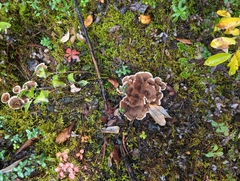 Phellodon tomentosus