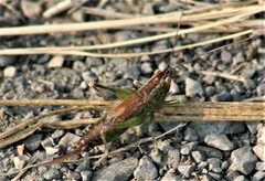 Conocephalus dorsalis