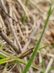 Agriphila tristella