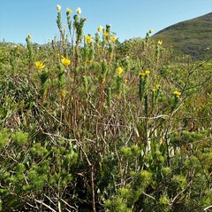 Euryops pinnatipartitus