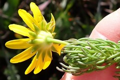 Euryops pinnatipartitus