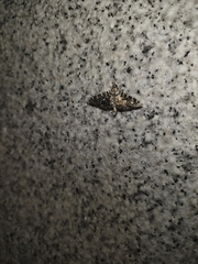 Glyphodes onychinalis