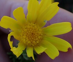 Euryops pinnatipartitus