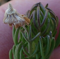 Euryops pinnatipartitus