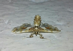 Leucinodes orbonalis