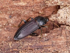 Zolodinus zelandicus